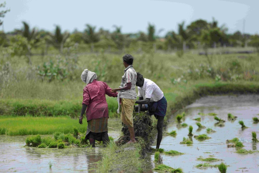 indian farmers